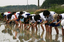 「渡辺先生と田んぼとあじちゃいと私」高水付属中学校１年　石原　瞭